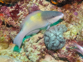 Five Saddle Parrotfish IMG 0436