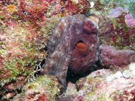 Octopus IMG 0449