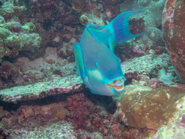 Sheephead Parrotfish IMG 0451