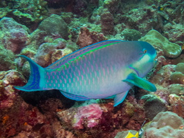 Sheephead Parrotfish IMG 0452