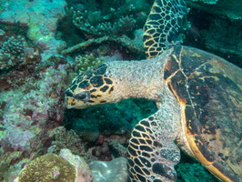 Hawksbill Sea Turtle IMG 0463
