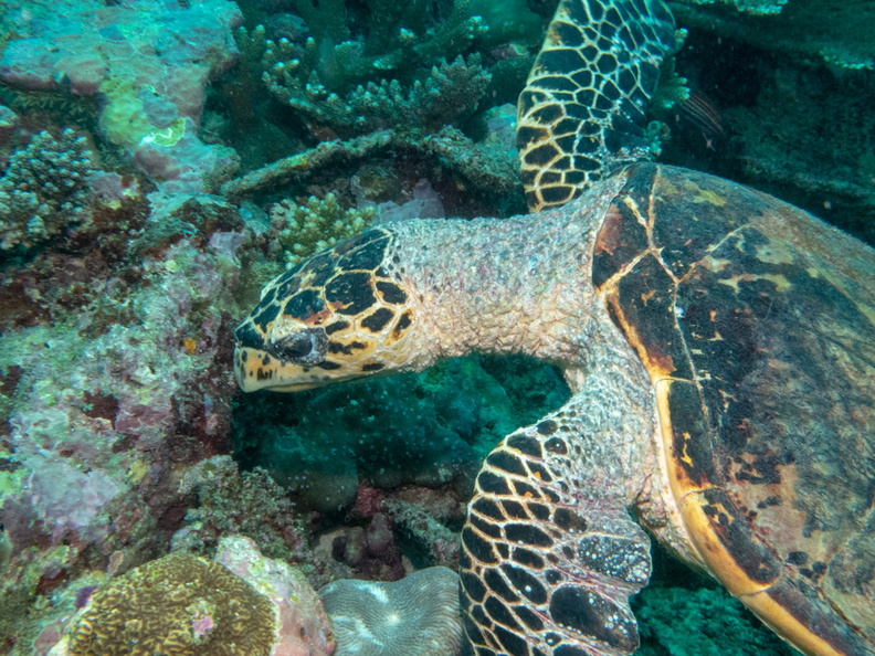 Hawksbill Sea Turtle IMG_0463.jpg