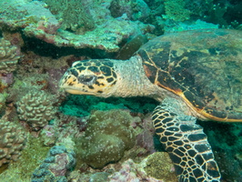 Hawksbill Sea Turtle IMG 0464