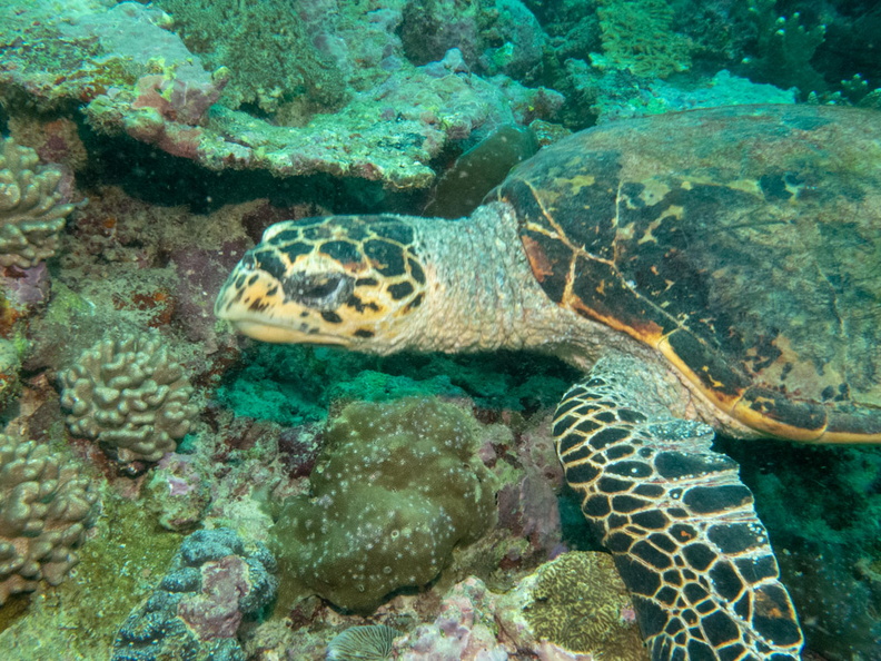 Hawksbill Sea Turtle IMG_0464.jpg