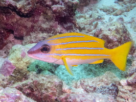 Blue-Striped Snapper IMG 0471