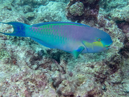 Sheephead Parrotfish IMG 0476