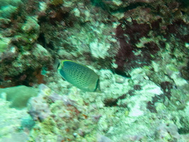 Spotted Butterflyfish IMG 0478