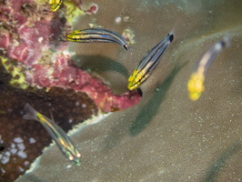 Toothy Cardinalfish IMG 0508