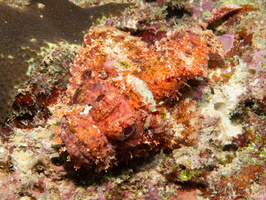 Reef Stonefish IMG 0515