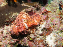 Reef Stonefish IMG 0516