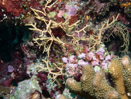 Needle Coral IMG 0518