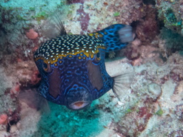 Black Boxfish IMG 0532