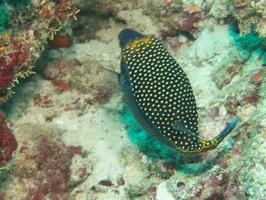Blacl Boxfish IMG 0533
