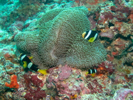 Clark s Anemonefish  Iincluding juvenile) on Merten s Anemone IMG 0538