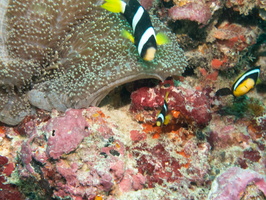 Clark s Anemonefish  Iincluding juvenile) on Merten s Anemone IMG 0540