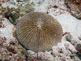 Common Mushroom Coral. IMG 0571