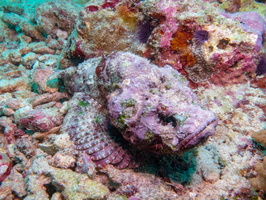Tassled Scropionfish IMG 0604