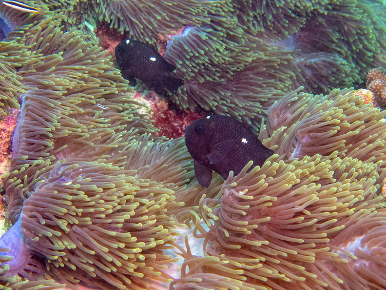 Three Spot Humbug in Magnificent Sea Anemone IMG_0634.jpg