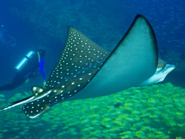 Juvenile Eagle Ray IMG 0834