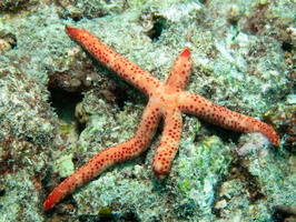 Multi-Pore Sea Star IMG 0893