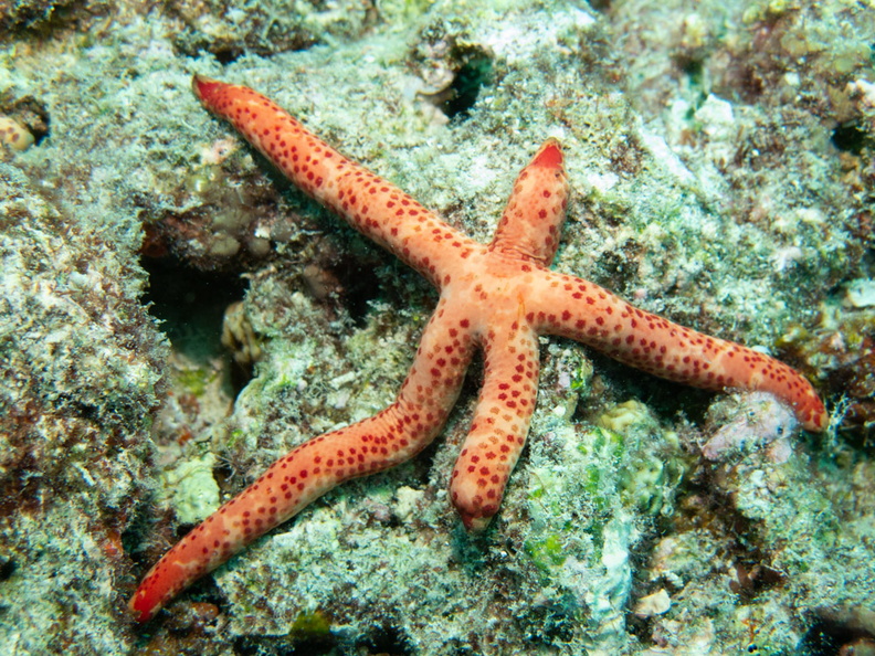 Multi-Pore Sea Star IMG_0893.jpg