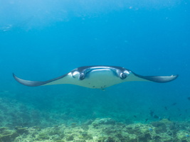 Dive 12 Rangali Madivaru - Mamta Point