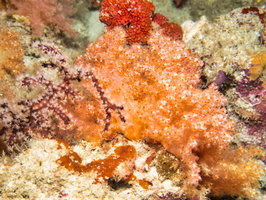 Spiky Soft Coral IMG 0945-Edit