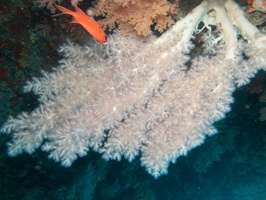 Rare White Coral IMG 0949