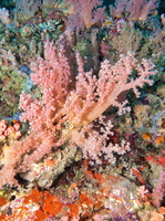Spiky Soft Coral zIMG 0950-Edit