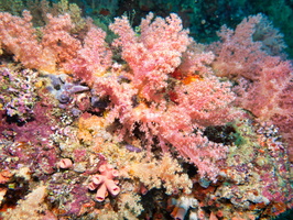 Spiky Soft Coral IMG 0952-Edit
