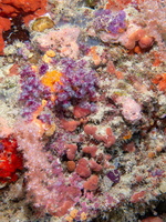 Purple Eudisctoma and soft Coral IMG 0966