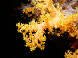 Orange Spiky Soft Coral IMG 0974