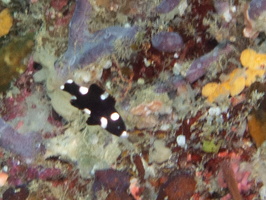 Coral Hogfish IMG 0976