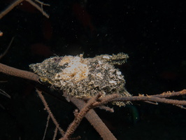 Penquin Wing Oyster IMG 0977