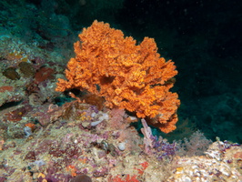 Soft Coral IMG 0978