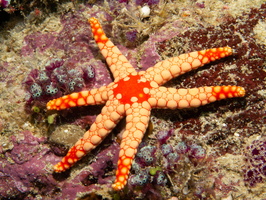 Noduled Sea Star IMG 0988