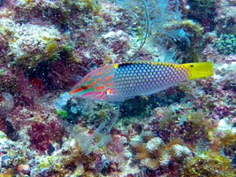 Checkerboard Wrasse IMG 1001