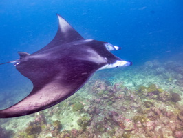 Dive 15  Fish Head (Mushmasmigili Thila)