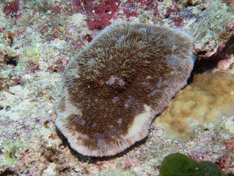 Bald-Tipped Coral IMG_1199.jpg