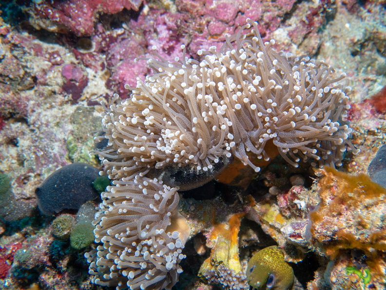 Leather Coral IMG_1200.jpg