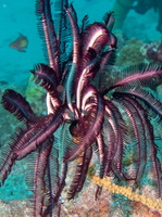 Feather Star IMG 1211