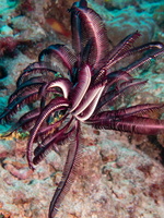 Feather Star IMG 1213