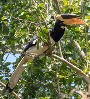 Malabar Pied Hornbill  MG 4315