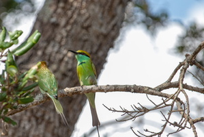 Green Bee Eater  MG 4321