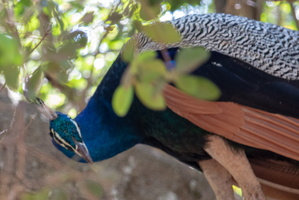 Peacock  MG 4327