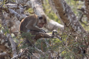 Toqu Macaque  MG 4345