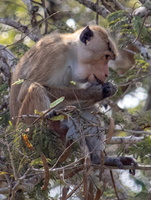 Toqu Macaque  MG 4346