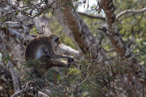 Toqu Macaque  MG 4349