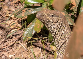 Monitor Lizard  MG 4356