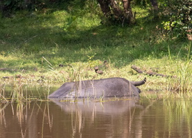 Water Buffalo  MG 4360